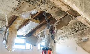 Trusted Rutherford, NJ Mold Remediation Experts